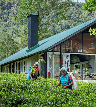 Ceylon Tea Trails Rapid Holidays