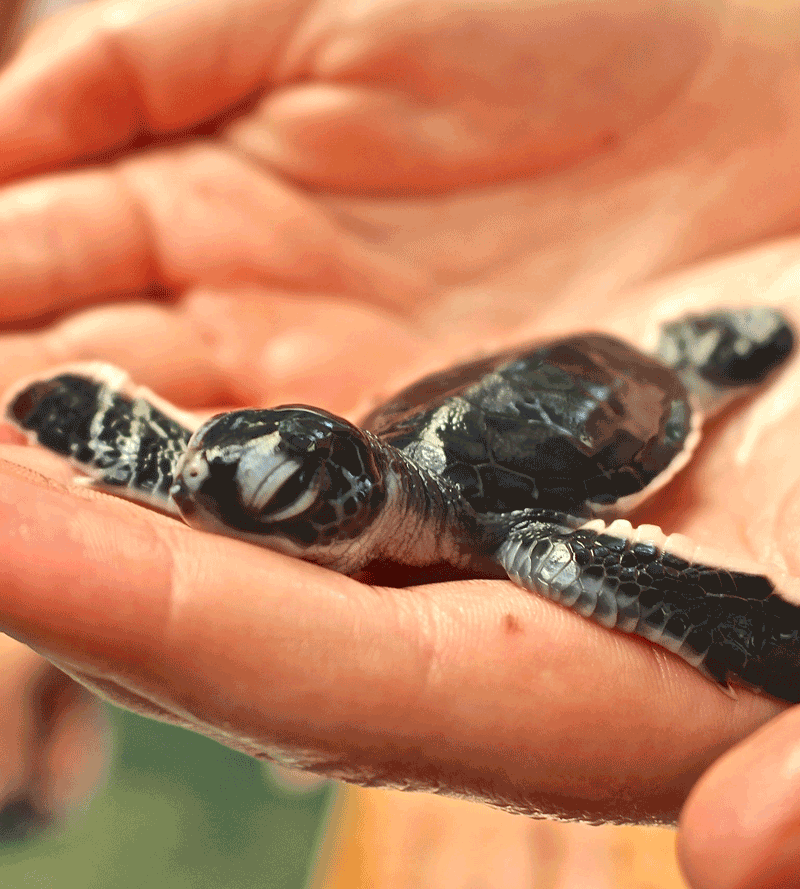 Sea Turtle Protection Association