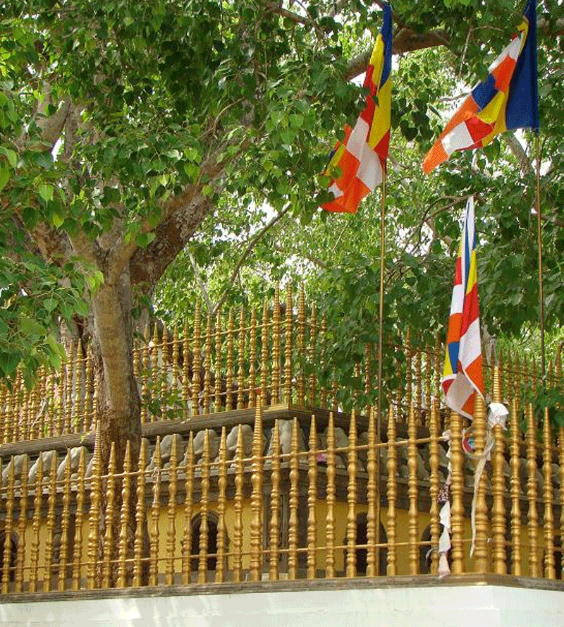 Sri Maha Bhodiya