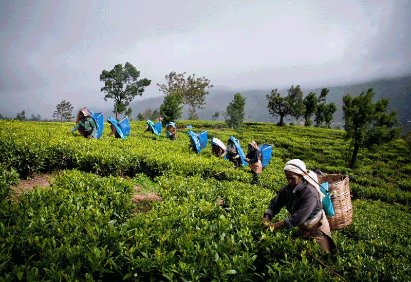 Badulla Sri Lanka