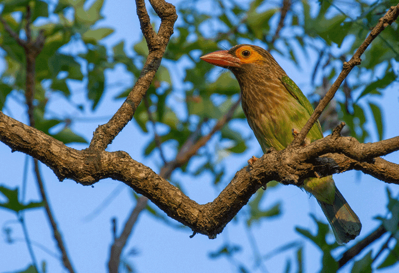 Bundala Sri Lanka