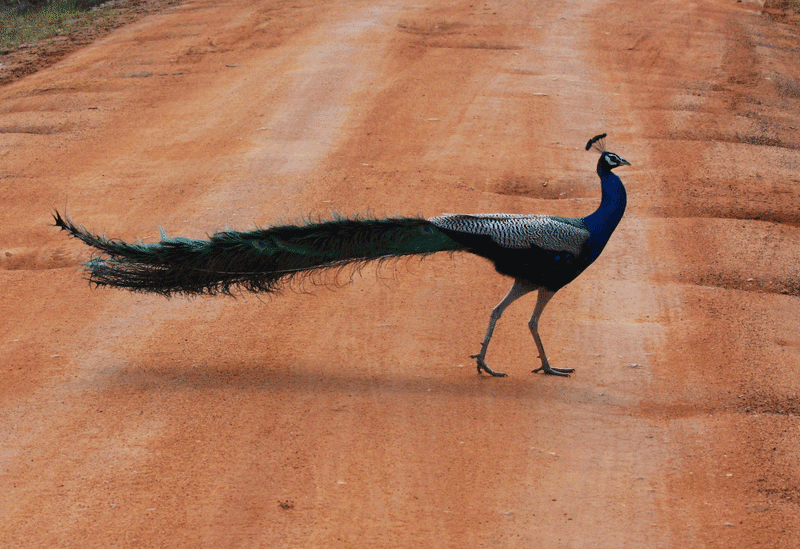 Bundala Sri Lanka