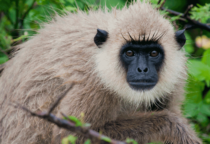 Bundala Sri Lanka