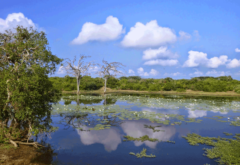 Bundala Sri Lanka