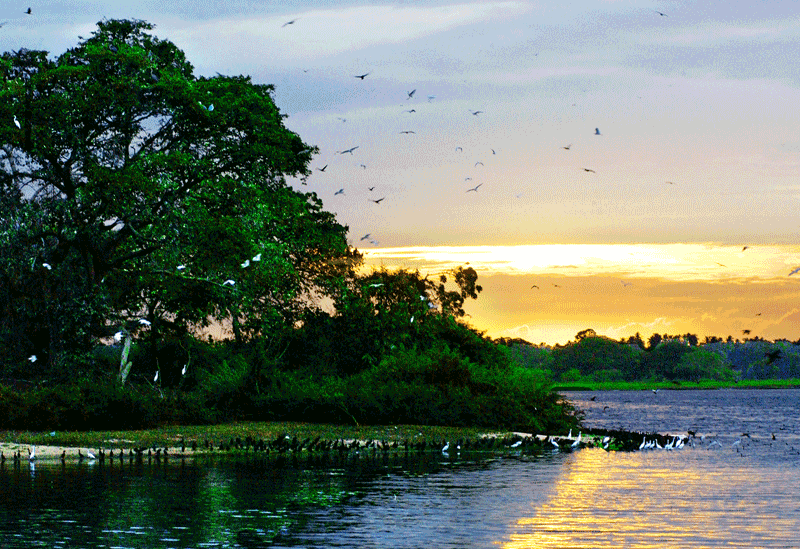 Bundala Sri Lanka