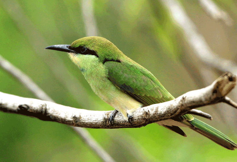 Bundala Sri Lanka