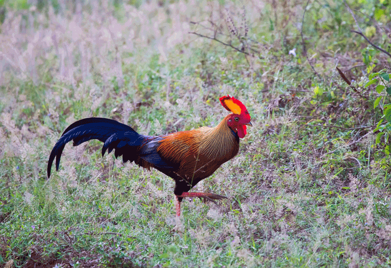 Bundala Sri Lanka