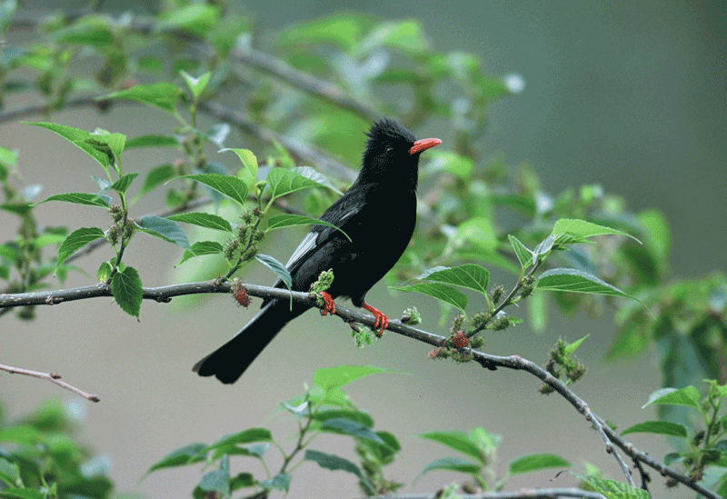 Bundala Sri Lanka