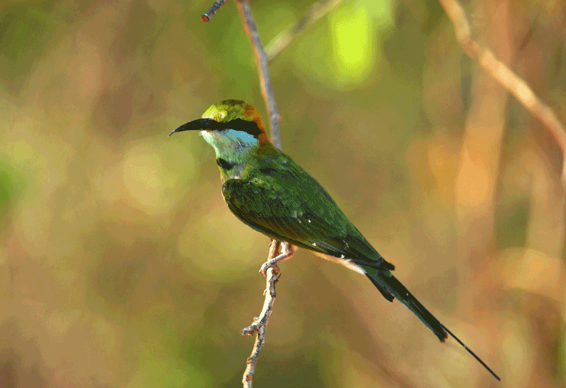 Bundala Sri Lanka