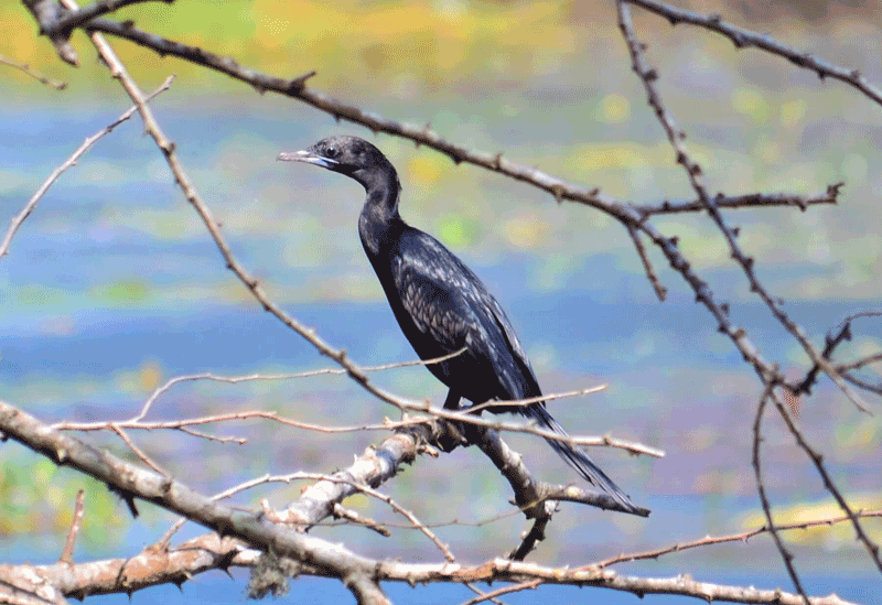 Bundala Sri Lanka