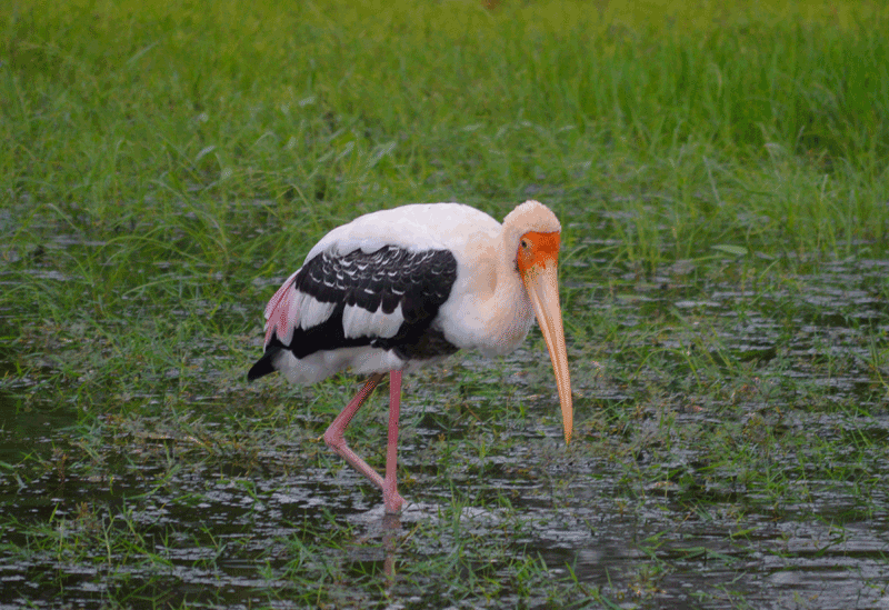 Bundala Sri Lanka