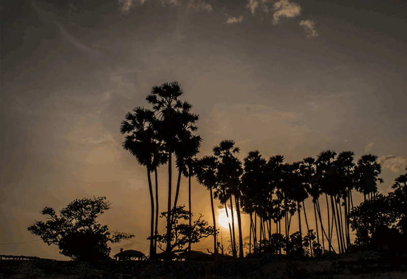 Delft Island Sri Lanka