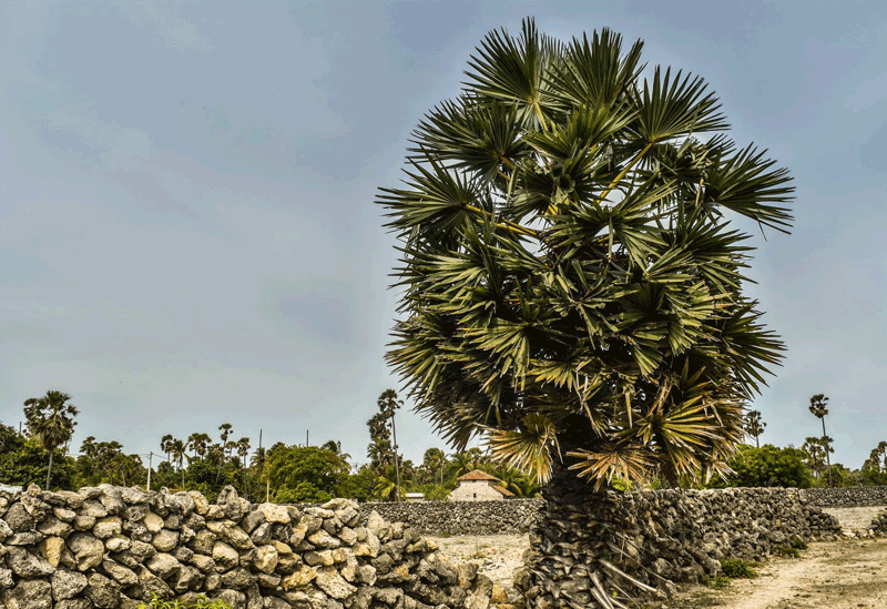 Delft Island Sri Lanka