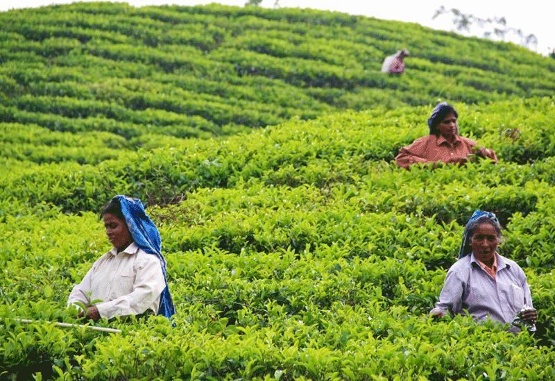 Ella Sri Lanka