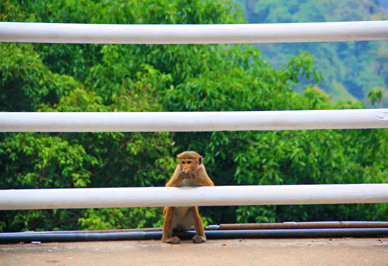 Ella Sri Lanka