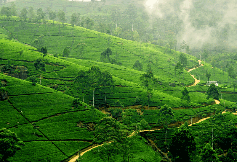 Ella Sri Lanka