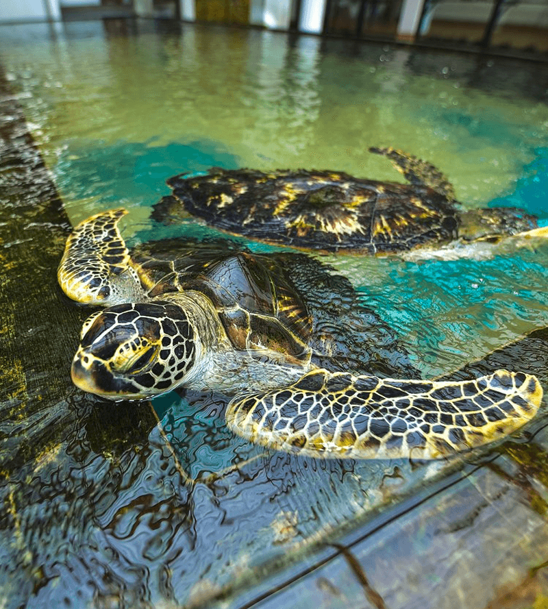 Sea Turtle Farm
