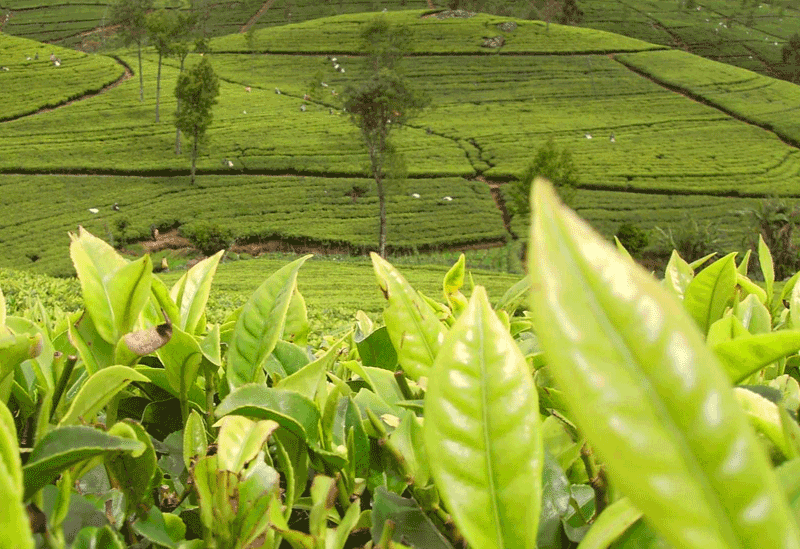 Haputale Sri Lanka