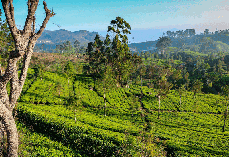 Haputale Sri Lanka