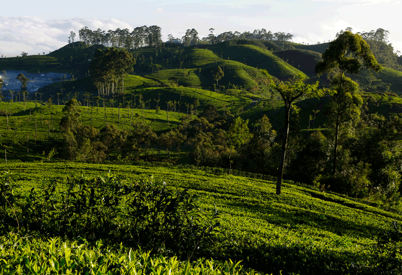 Haputale Sri Lanka