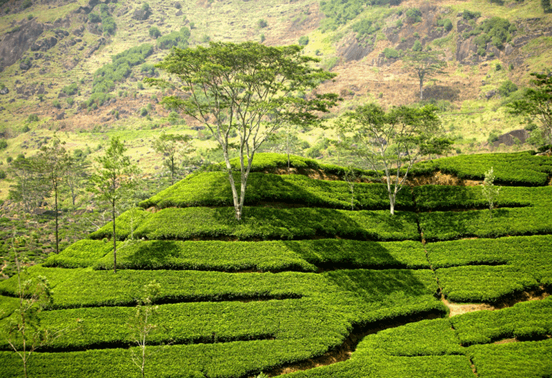 Hatton Sri Lanka