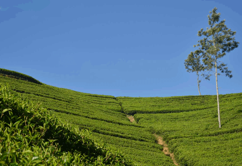 Hatton Sri Lanka