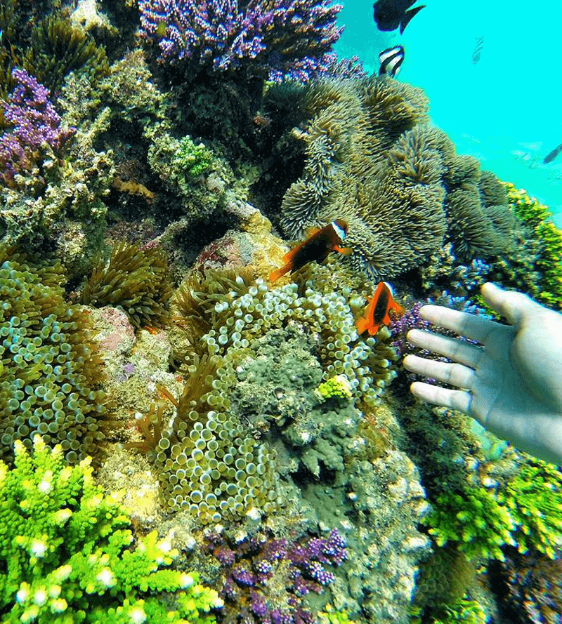 Hikkaduwa Coral Reef Sanctuary