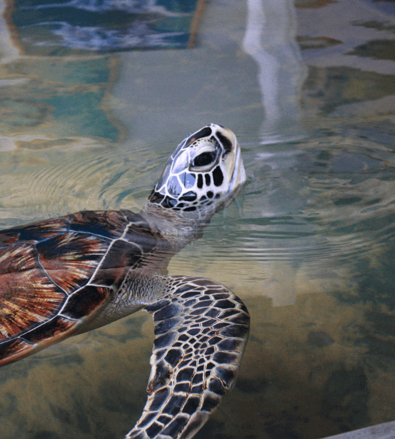 Sea Turtle Hatchery