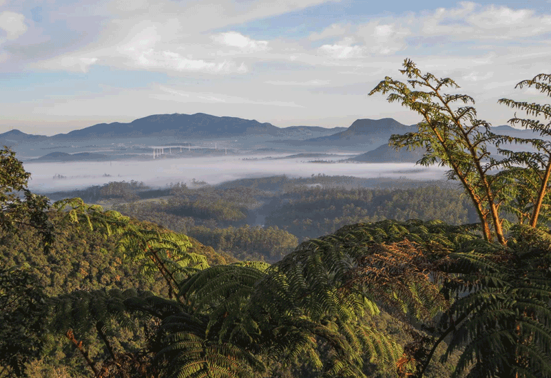 Horton Plains Cloud Forest  Sri Lanka