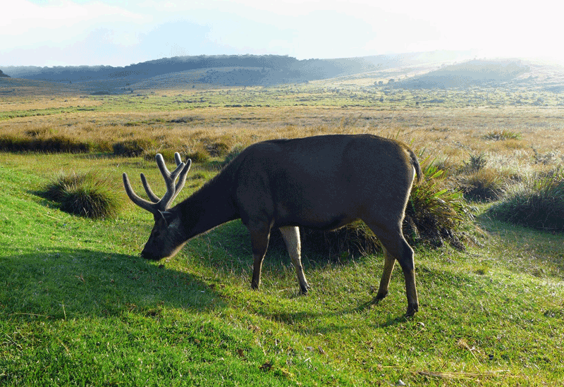 Horton Plains Cloud Forest  Sri Lanka