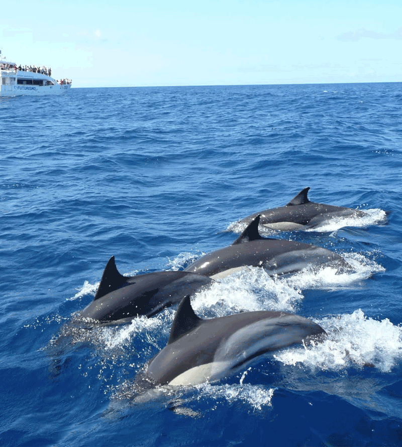 Whale & Dolphin Watching