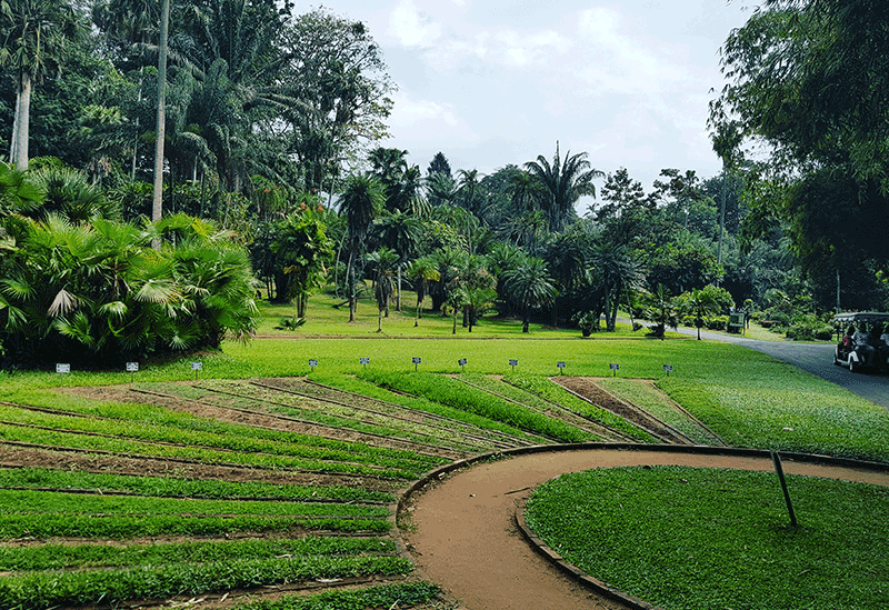 Kandy Sri Lanka