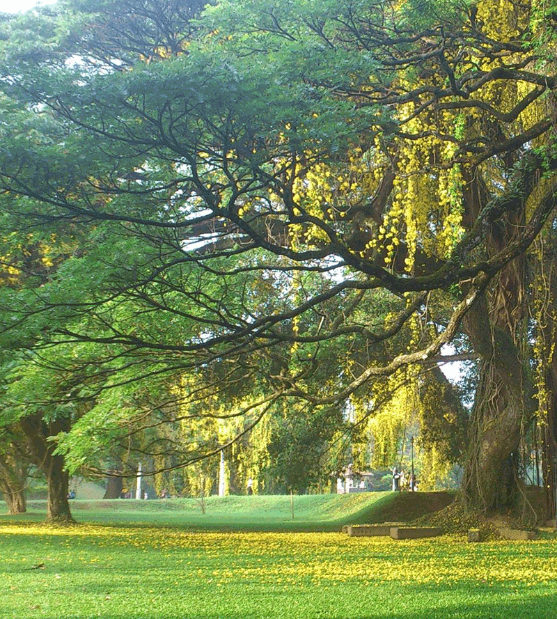 Peradeniya Botanical Gardens