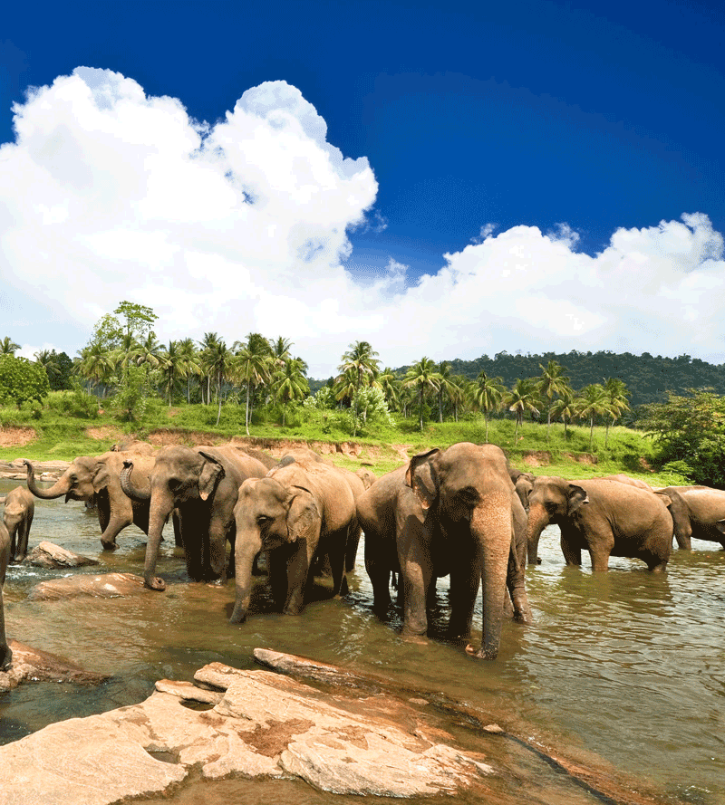 Pinnavala Elephant Orphanage