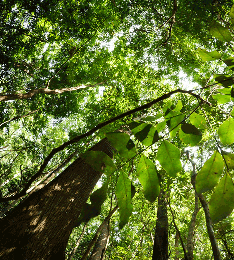 Udawatte Kale Sanctuary