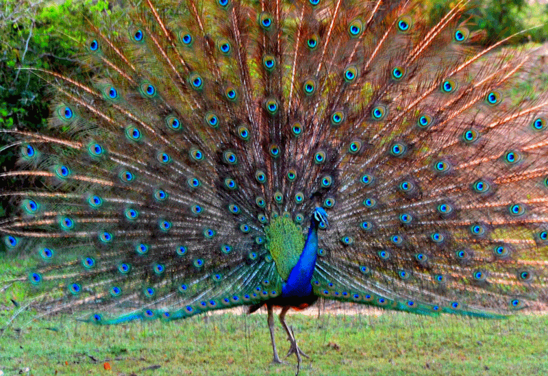 Kataragama Sri Lanka