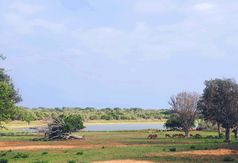 Kataragama Sri Lanka