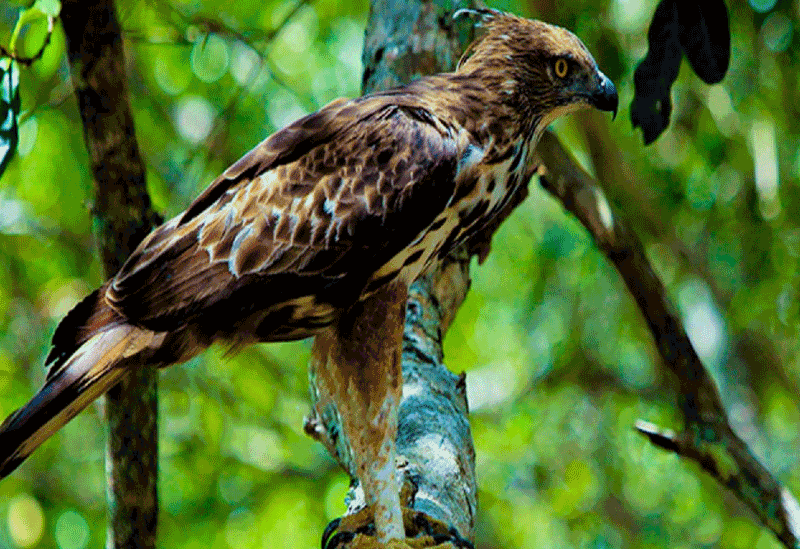 Kumana Sri Lanka