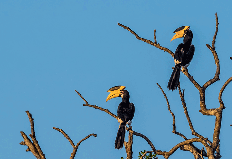 Kumana Sri Lanka