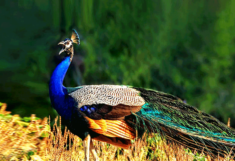 Kumana Sri Lanka