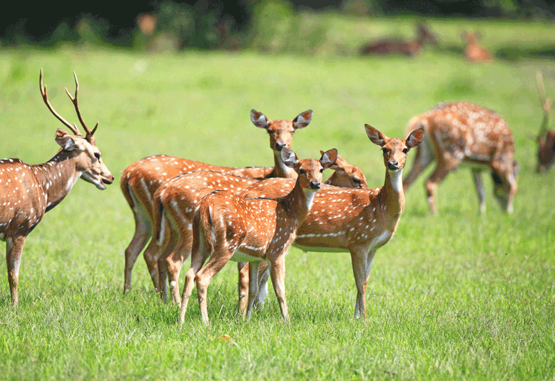 Kumana Sri Lanka