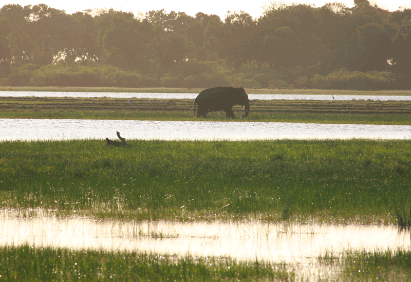 Kumana Sri Lanka