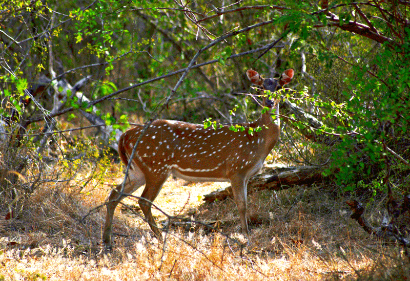 Kumana Sri Lanka