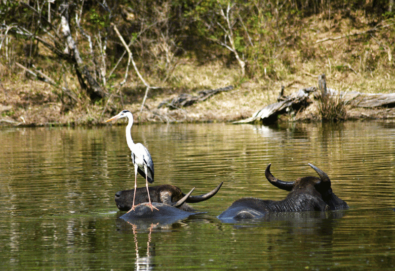 Kumana Sri Lanka