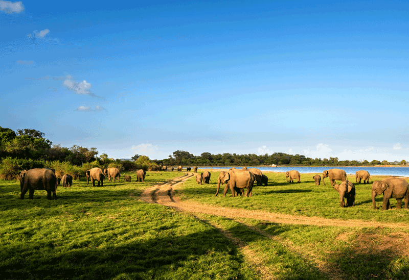 Minneriya Sri Lanka