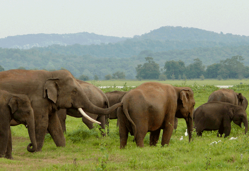 Minneriya Sri Lanka