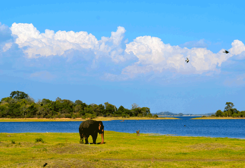 Minneriya Sri Lanka