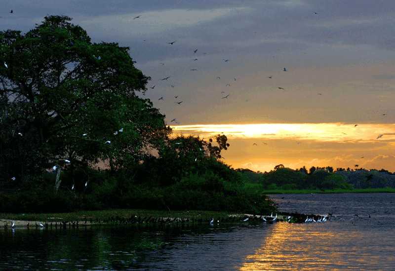 Minneriya Sri Lanka