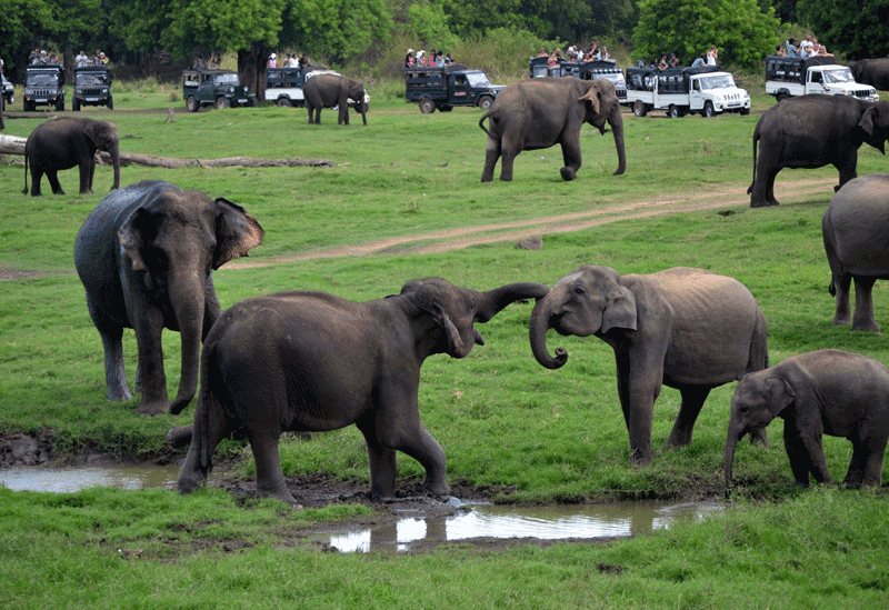 Minneriya Sri Lanka