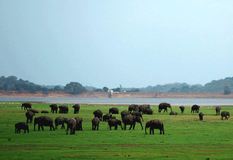 Minneriya Sri Lanka